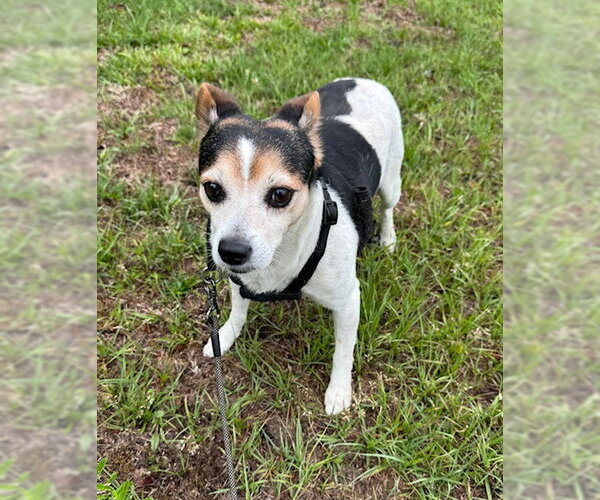 Medium Photo #4 Jack Russell Terrier-Unknown Mix Puppy For Sale in Tarrytown, GA, USA