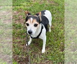 Small #3 Jack Russell Terrier Mix
