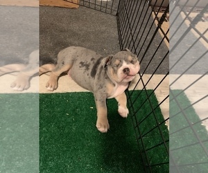 Olde English Bulldogge Puppy for sale in BOERNE, TX, USA
