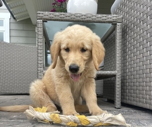 Golden Retriever Puppy for sale in ARCHBOLD, OH, USA