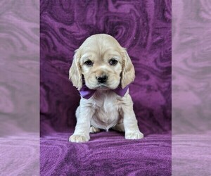 Cocker Spaniel Puppy for sale in BIRD IN HAND, PA, USA