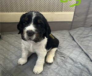 English Springer Spaniel Puppy for sale in BATH, PA, USA
