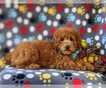 Small Photo #5 Poodle (Miniature) Puppy For Sale in NEW PROVIDENCE, PA, USA