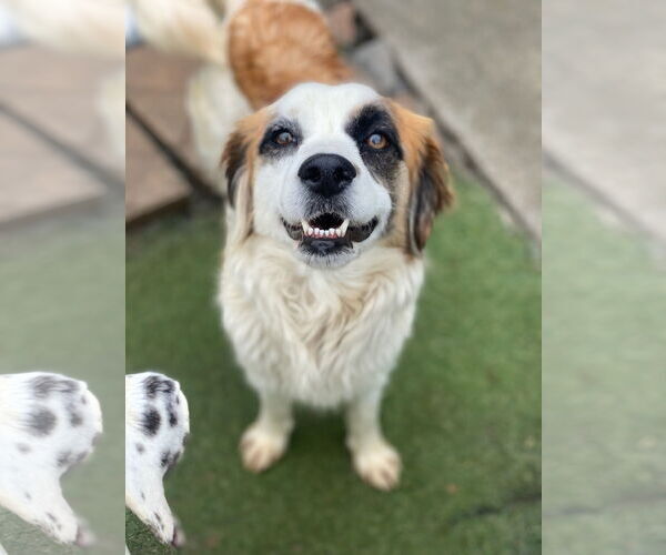 Medium Photo #3 Australian Shepherd-Unknown Mix Puppy For Sale in Newport Beach, CA, USA