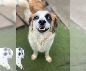 Kukura - Female Australian Shepherd-Unknown Mix Dog for Adoption - Photo #3