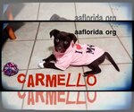 Small Photo #2 Chocolate Labrador retriever-Unknown Mix Puppy For Sale in Pensacola, FL, USA