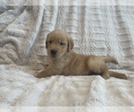 Small Photo #22 Golden Retriever Puppy For Sale in IRWIN, PA, USA