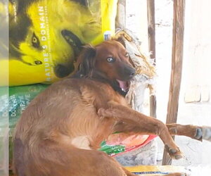 Shylo - Male Irish Setter-Unknown Mix Dog for Adoption - Photo #14