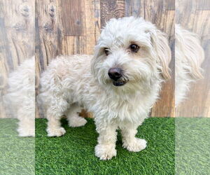 Poodle (Miniature)-Unknown Mix Dogs for adoption in Corona, CA, USA
