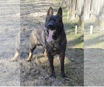 Small Photo #1 German Shepherd Dog Puppy For Sale in POWDER SPRINGS, GA, USA
