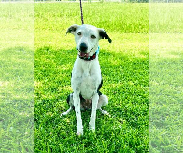 Medium Photo #1 Collie-Unknown Mix Puppy For Sale in New Orleans, LA, USA