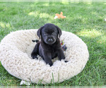 Small #2 Labrador Retriever