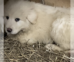 Great Pyrenees Puppy for sale in LIVERPOOL, NY, USA
