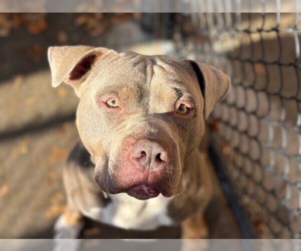 Medium Photo #1 Mutt Puppy For Sale in Tulsa, OK, USA