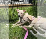 Small Photo #4 Catahoula Leopard Dog-Unknown Mix Puppy For Sale in Oakhurst, NJ, USA