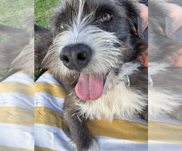 Medium Photo #13 Border Terrier-Unknown Mix Puppy For Sale in San Diego, CA, USA