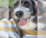 Small #12 Border Terrier Mix