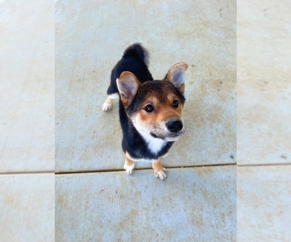 Full screen Photo #2 Shiba Inu Puppy For Sale in RIVERSIDE, CA, USA