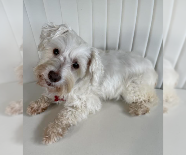 Medium Photo #3 Maltese-Unknown Mix Puppy For Sale in San Diego, CA, USA