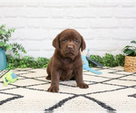Small #3 Labrador Retriever
