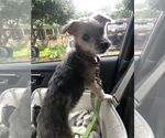 Small #2 Mutt