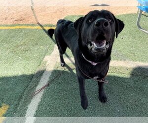 Blitzen- Stunning!  ** - Male Chesador Dog for Adoption - Photo #6