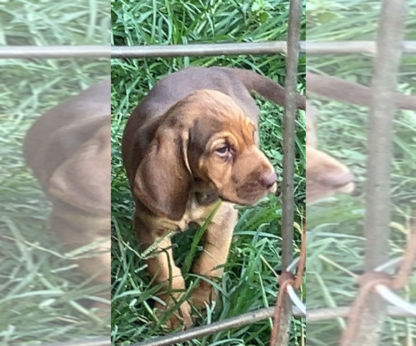 Medium Photo #4 Bloodhound Puppy For Sale in MITCHELL, IN, USA