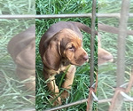 Small #3 Bloodhound