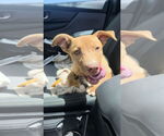 Small #1 American Pit Bull Terrier Mix