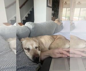 Lexie - Female Labrador Retriever-Unknown Mix Dog for Adoption - Photo #4