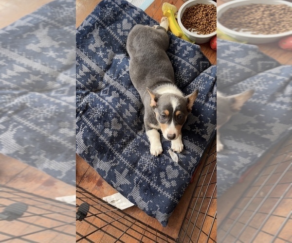 Medium Photo #1 American Corgi Puppy For Sale in HUTSONVILLE, IL, USA