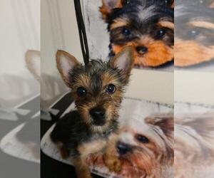Yorkshire Terrier Puppy for sale in LAWRENCEVILLE, GA, USA