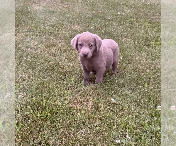 Medium Photo #6 Labrador Retriever Puppy For Sale in MIDDLEBURY, IN, USA