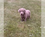 Small #5 Labrador Retriever