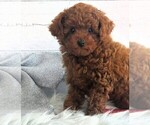 Small #1 Poodle (Toy)