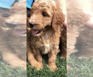 Goldendoodle Puppy for sale in GREENWOOD, IN, USA