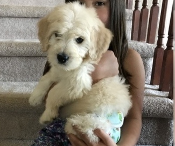 Medium Photo #3 Goldendoodle Puppy For Sale in PARKER, CO, USA