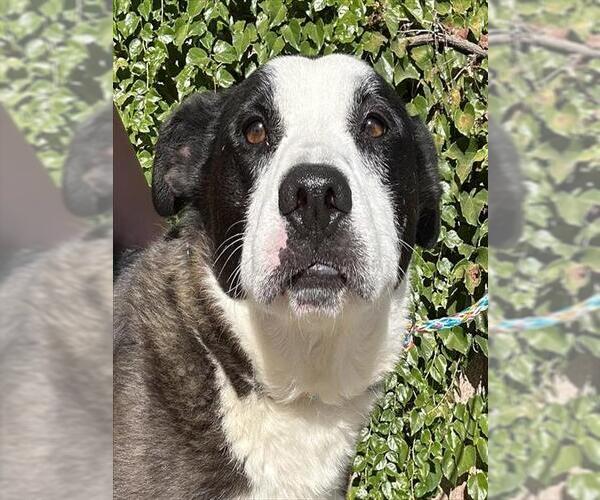 Medium Photo #1 Border Collie-Unknown Mix Puppy For Sale in Lodi, CA, USA
