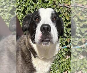 Border Collie-Unknown Mix Dogs for adoption in Lodi, CA, USA