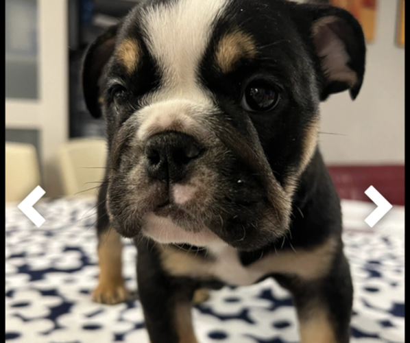 Medium Photo #5 Bulldog Puppy For Sale in HAGERSTOWN, MD, USA