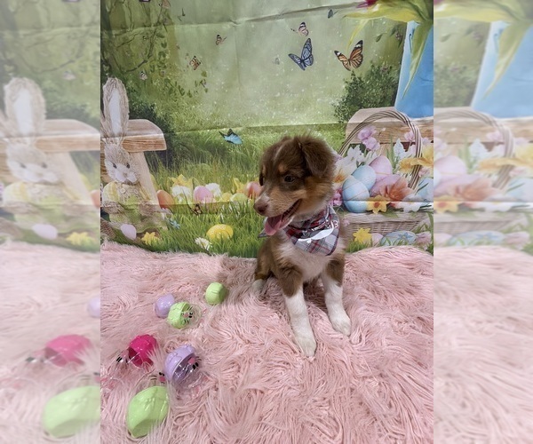 Medium Photo #53 Australian Shepherd Puppy For Sale in NEW BRAUNFELS, TX, USA