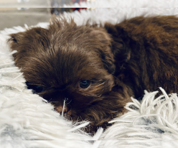 Medium Photo #8 Shih Tzu Puppy For Sale in MESA, AZ, USA