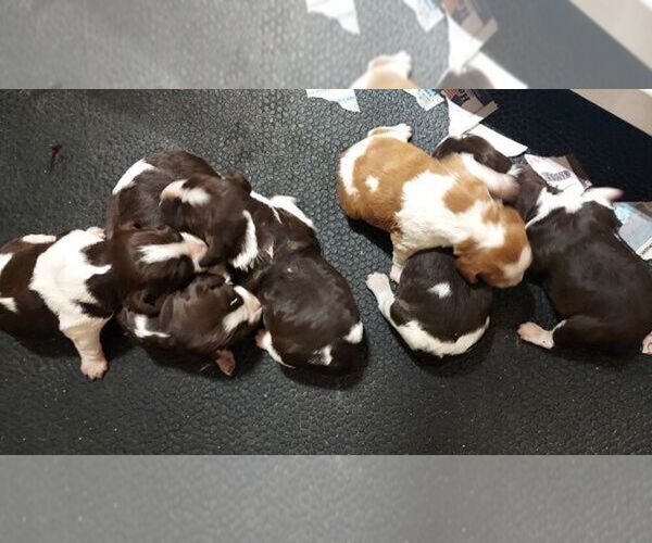 Medium Photo #1 Brittany Puppy For Sale in BLOSSBURG, PA, USA