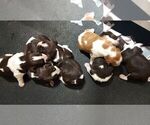Image preview for Ad Listing. Nickname: Litter of 6