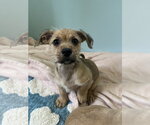Small #2 Chiweenie