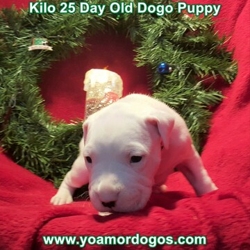 Medium Photo #77 Dogo Argentino Puppy For Sale in JANE, MO, USA