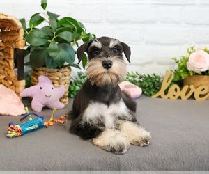 Schnauzer (Miniature) Puppy for sale in SYRACUSE, IN, USA