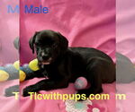 Small #1 Miniature Labradoodle