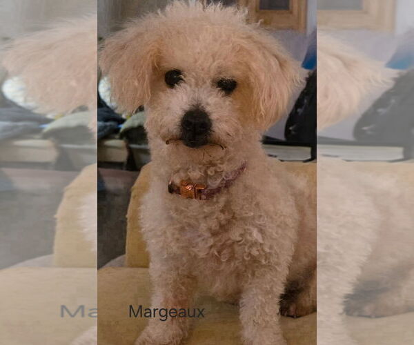 Medium Photo #1 Poodle (Miniature)-Unknown Mix Puppy For Sale in Morganville, NJ, USA