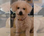 Small Poodle (Miniature) Mix